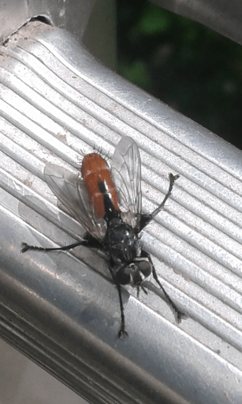 Tachinidae : Cylindromyia bicolor?